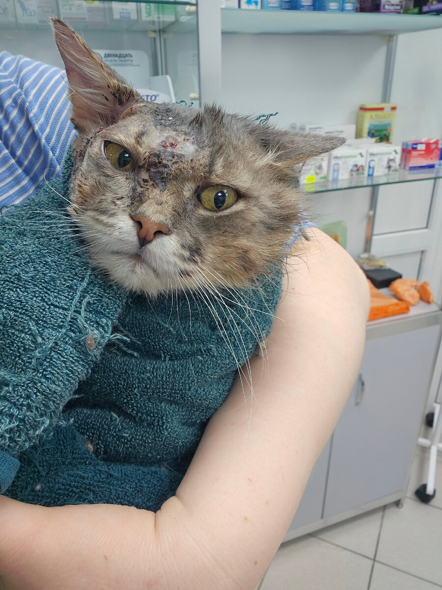 Фото автора. Кот с дырами в голове, на процедурах.