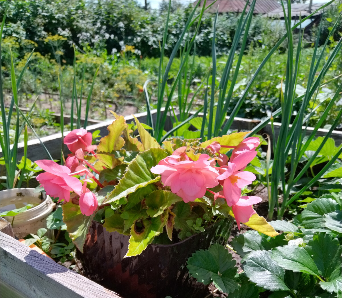 красавицы бегонии