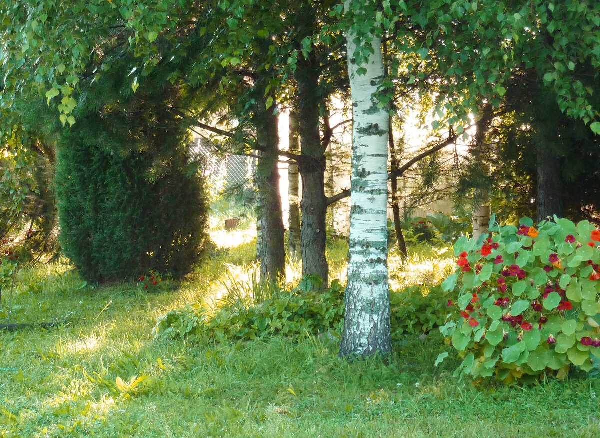 Чуть выше солнце, утренние его лучи бегут по даче, проложив в траве сияющую золотистую тропинку. И это чудо тоже надо не проспать, увидеть собственными глазами не на снимке, а наяву. Фото Наталии ТРОФИМОВОЙ.