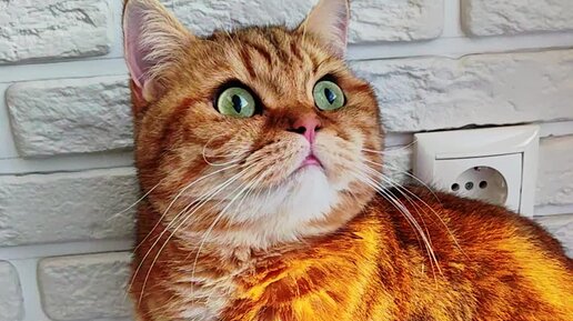 Кот Персик 🍑 | Персик глазастик. Очаровательный котик. | Дзен