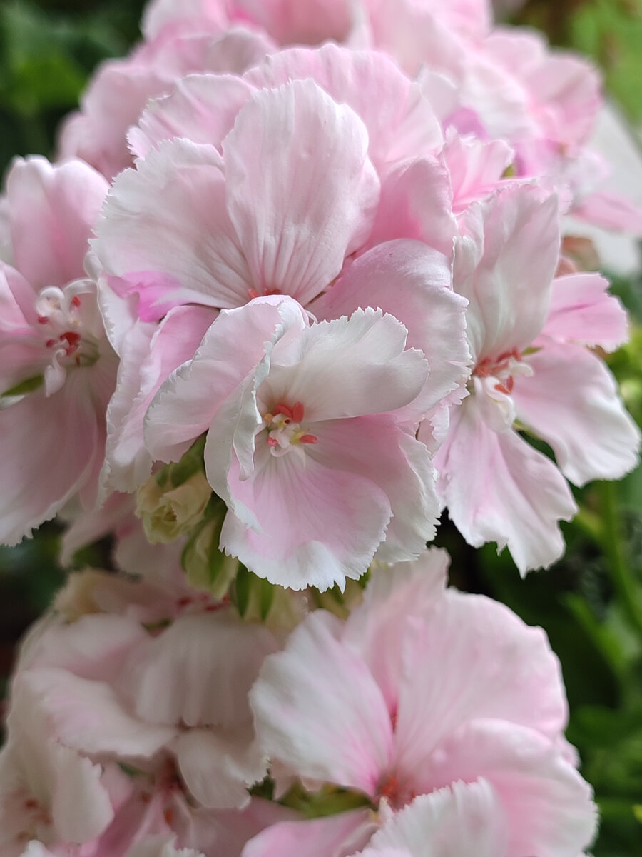 Свет Северное Сияние у меня уже довольно давно. Сорт однозначно имеет свое лицо, но не самый простой в уходе. Новичкам я бы его не порекомендовала.  
