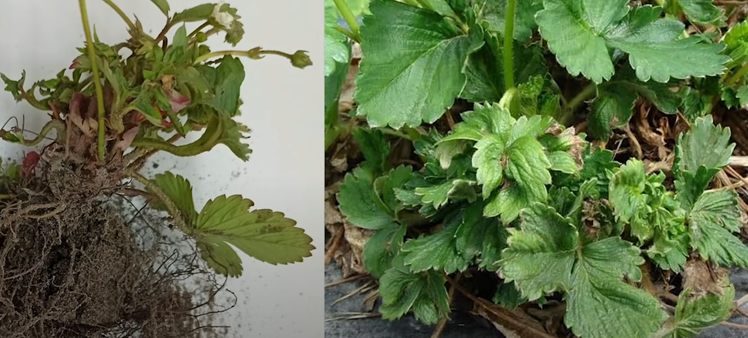 На клубнике сморщенные листья и сросшиеся цветоносы - это нематода.