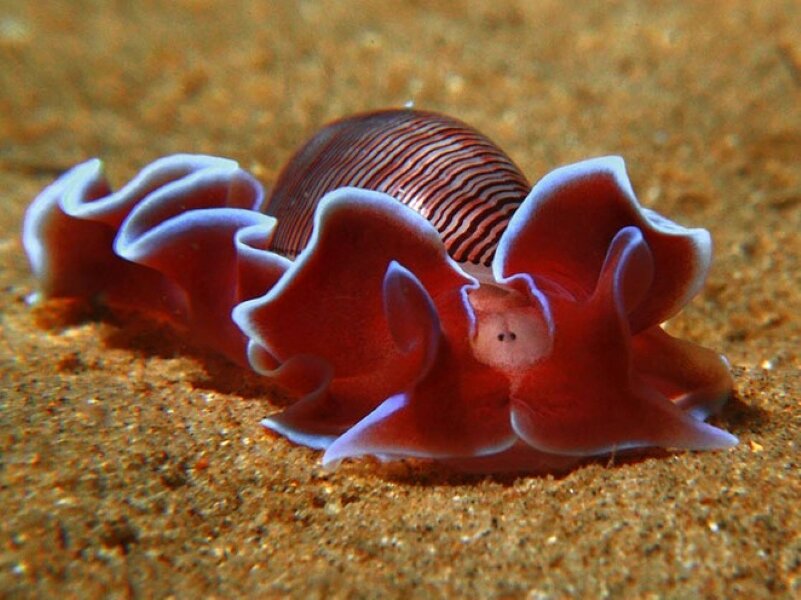 Hydatina Physis. Фото с сайта https://www.boredpanda.com/