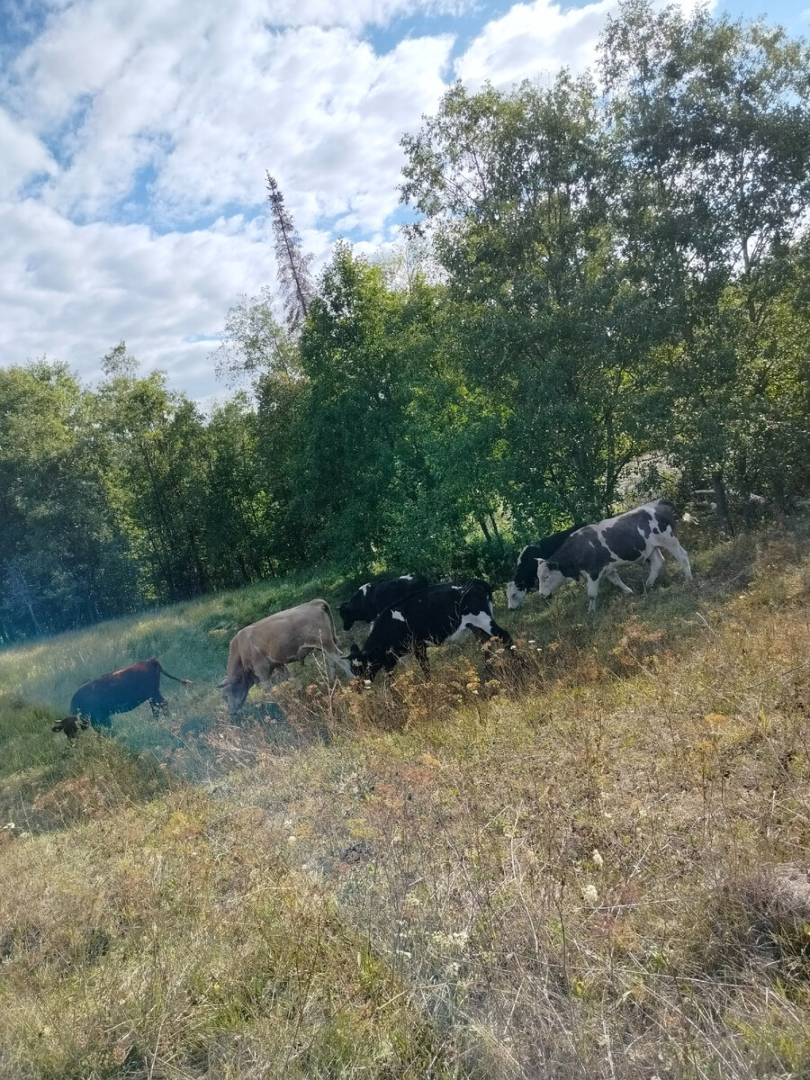 Мои будущие коровы и бычки. 