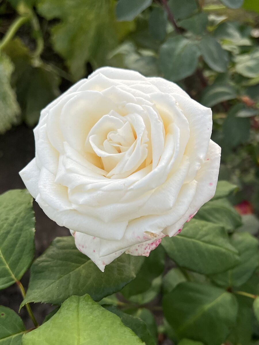 Ч/г роза Боинг заметно страдает от затяжных дождей. 