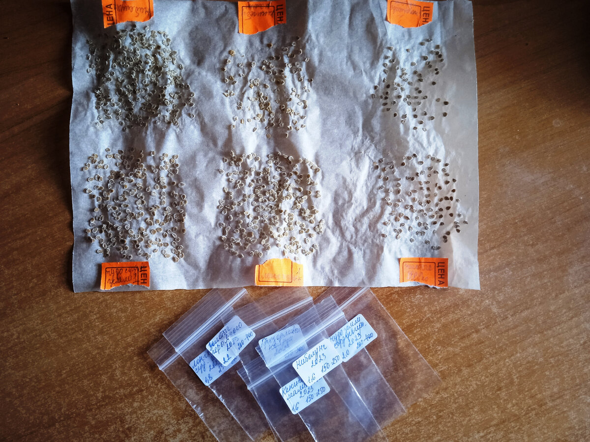 Собираю высушенные семена в пакетики