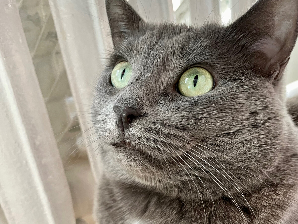Вот жеж горе-строители 😼