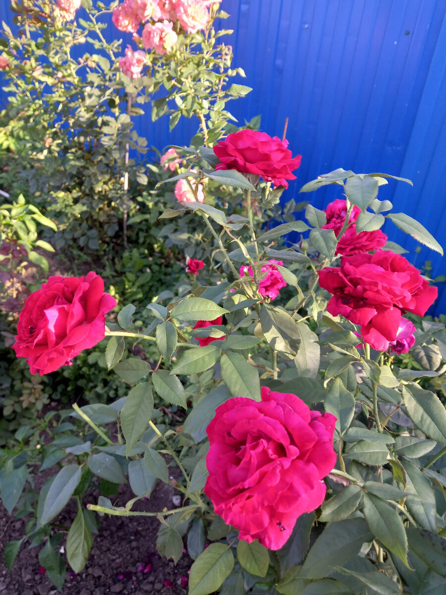 Июльское цветение 