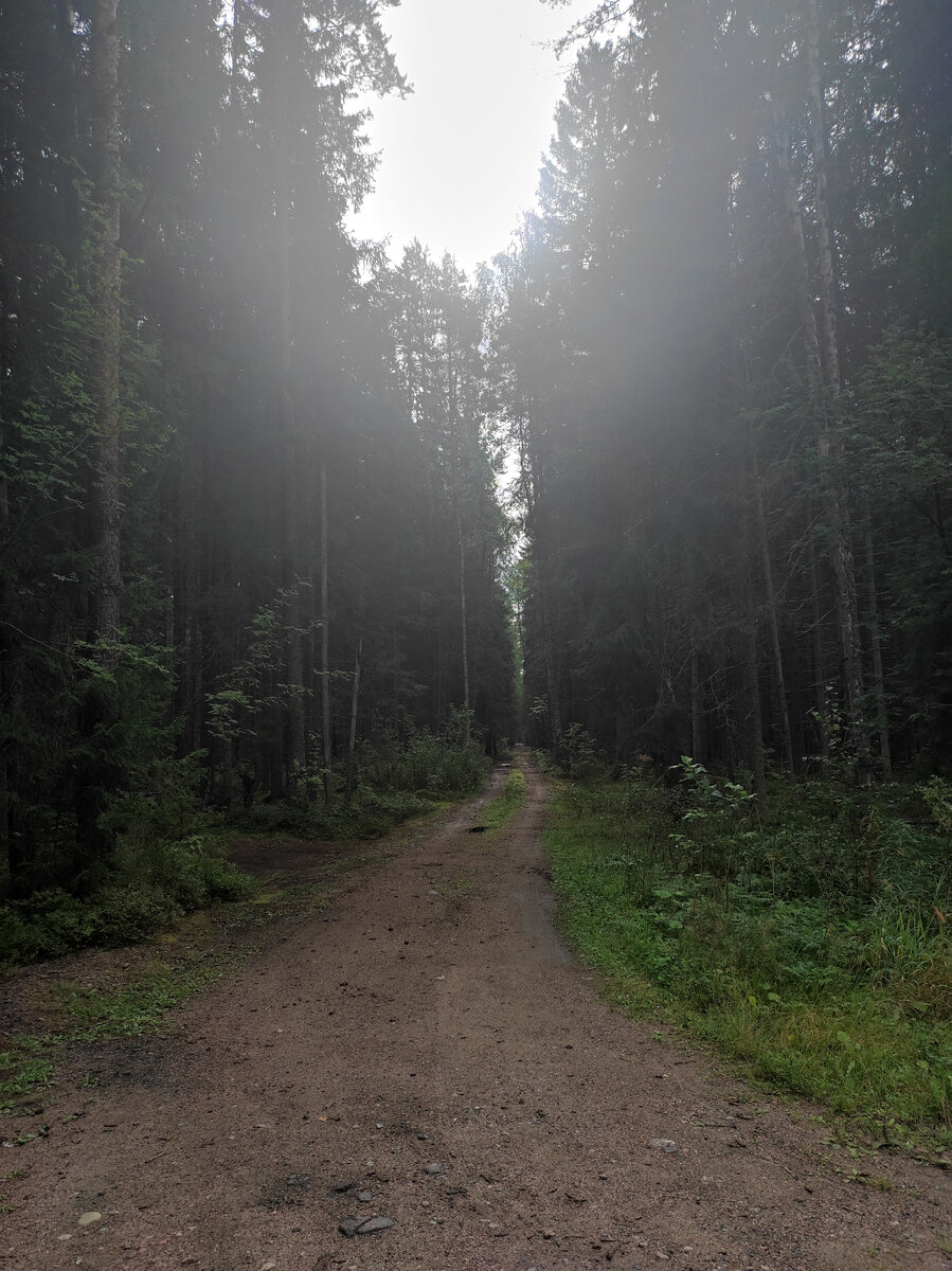 Лесная дорога