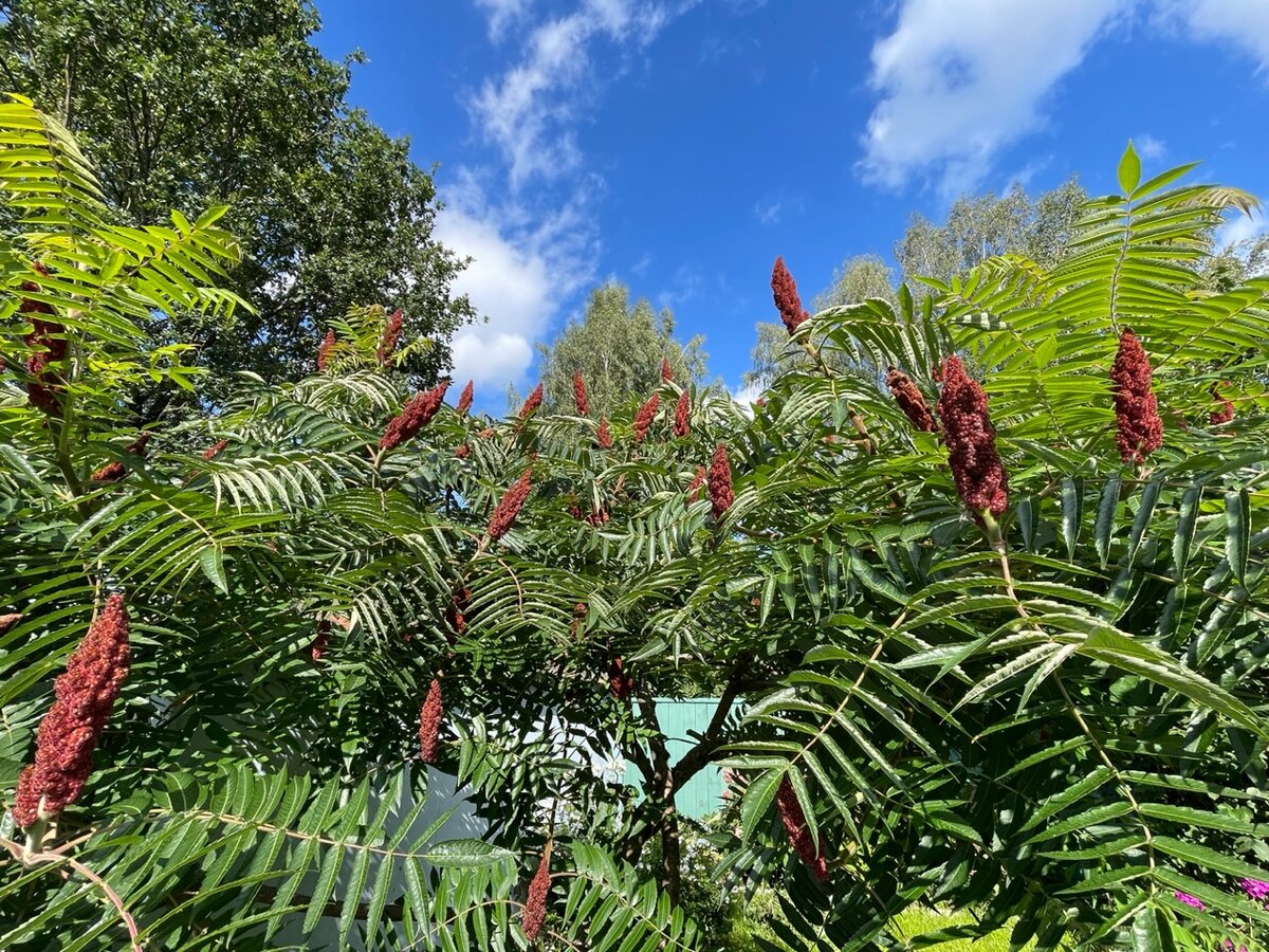 Rhus typhina