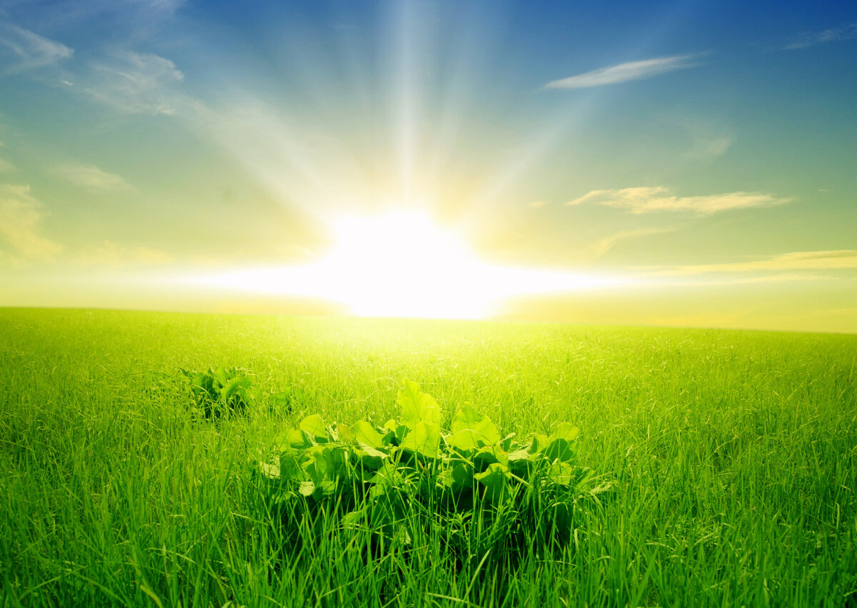 картинки Яндекса