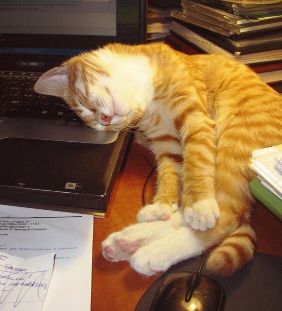 Ð¤Ð¾ÑÐ¾ Ð¸Ð· Ð¸Ð½ÑÐµÑÐ½ÐµÑÐ°.