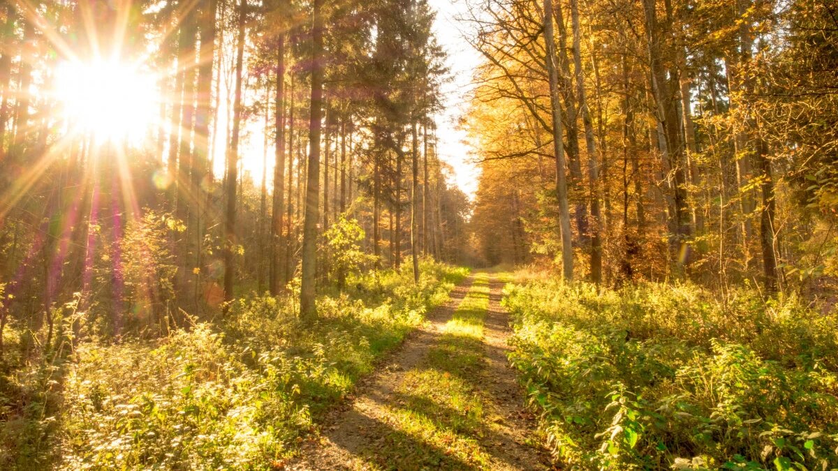 Фото: pxhere.com