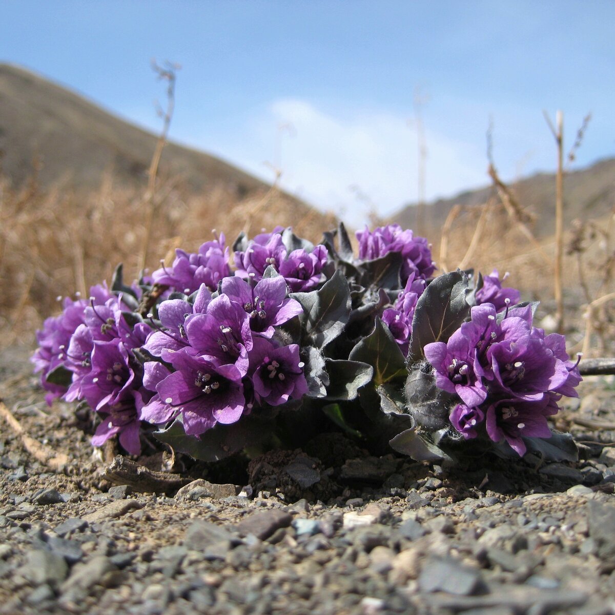 Пузырница физалисовая