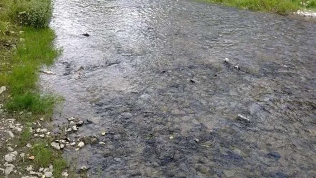    Фото: Комитет экологического регулирования и контроля Август Макаров