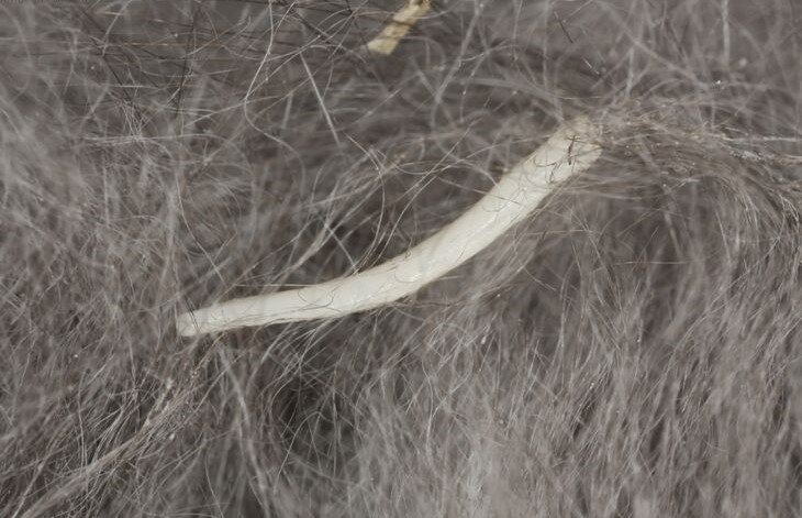 Паразитов можно обнаружить даже на шерсти животного