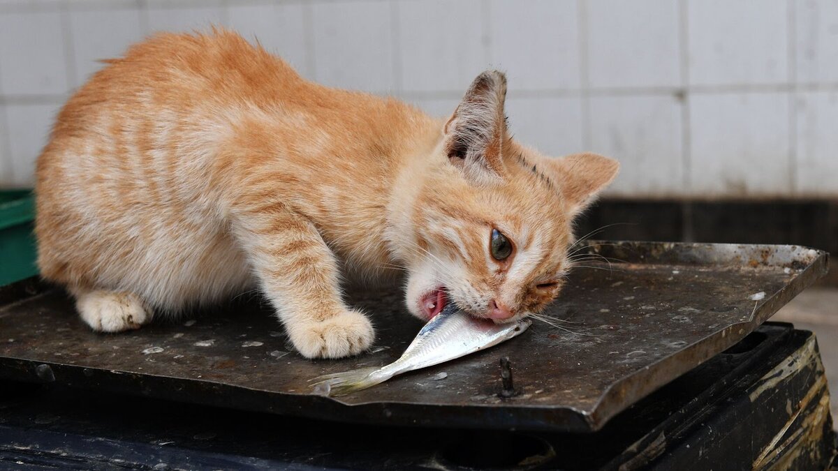 В диких условиях кошка никогда бы не попробовала рыбу, поскольку не смогла бы ее поймать