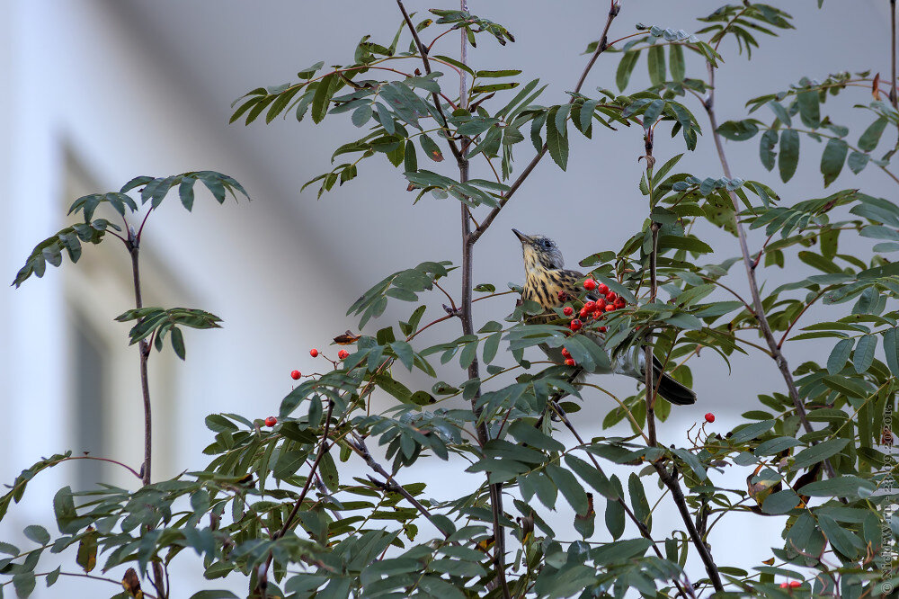1. Дрозд рябинник © NickFW.ru - 23.09.2020г.