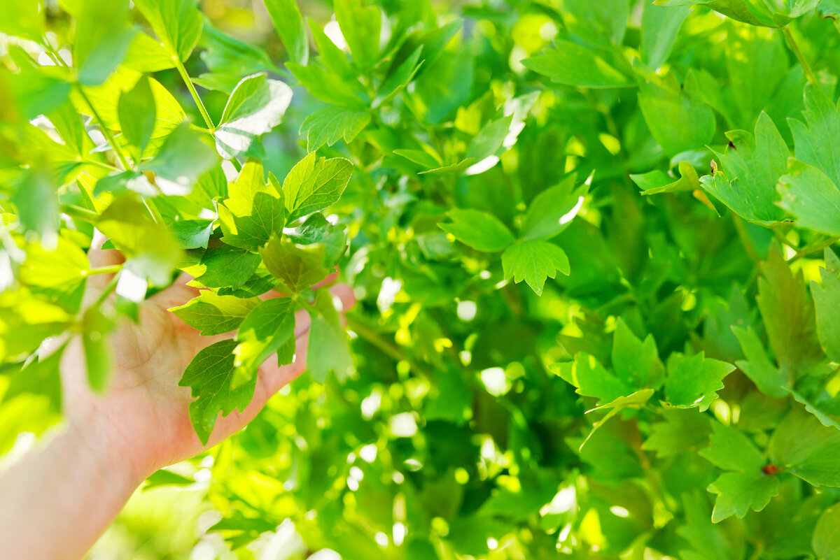 Любисток - чудодейственная трава