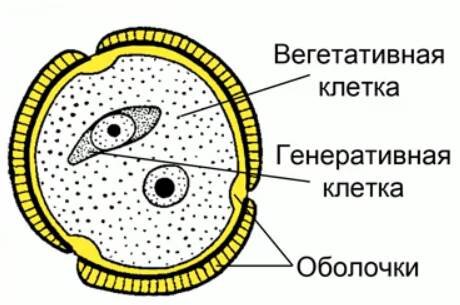 ГЛАВА IV РАЗМНОЖЕНИЕ, РОСТ И ИНДИВИДУАЛЬНОЕ РАЗВИТИЕ ОРГАНИЗМОВ