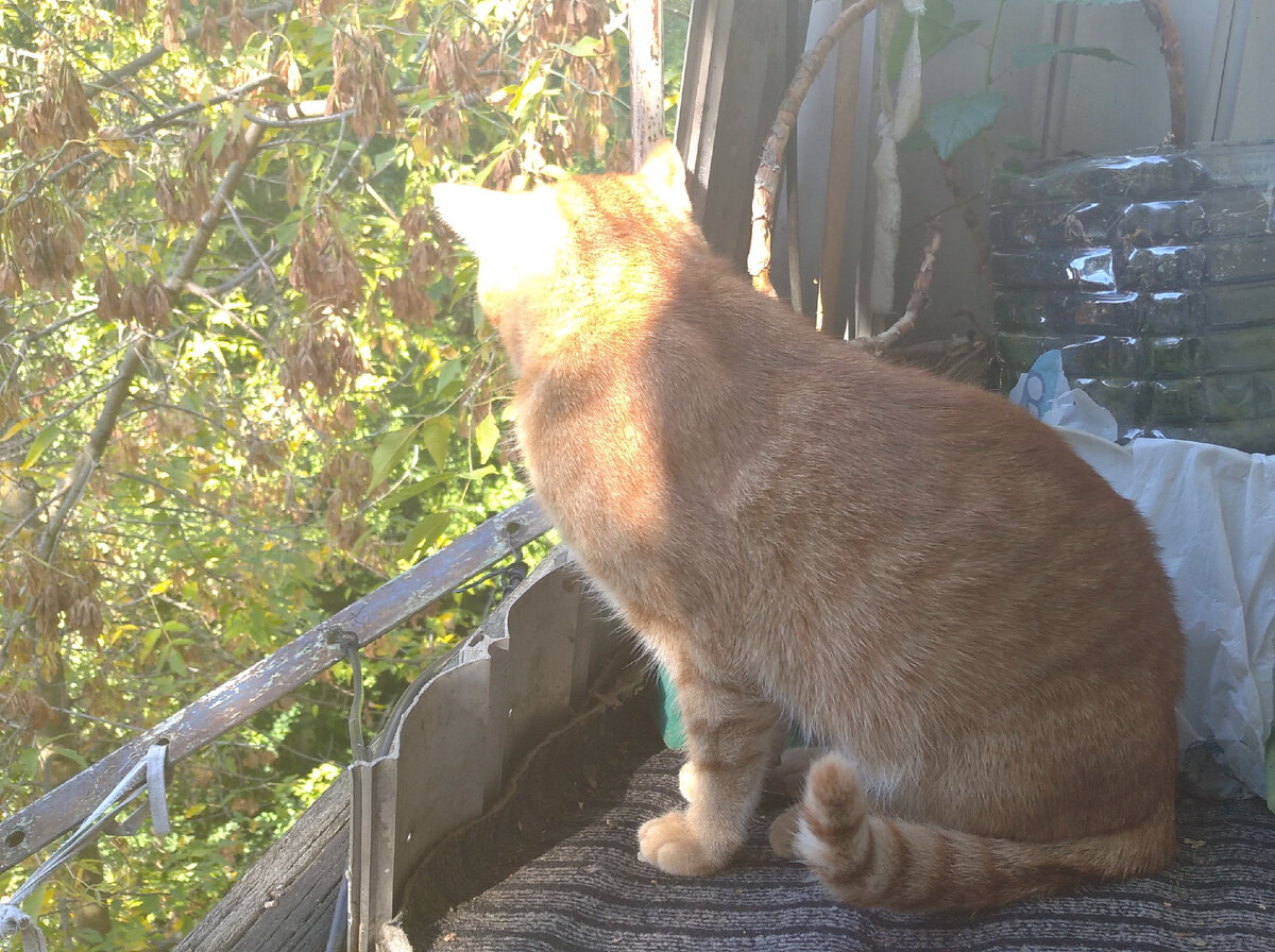 Личное  фото.