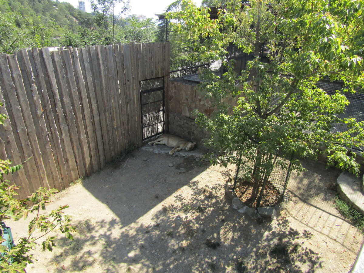 Львица отдыхает в теньке