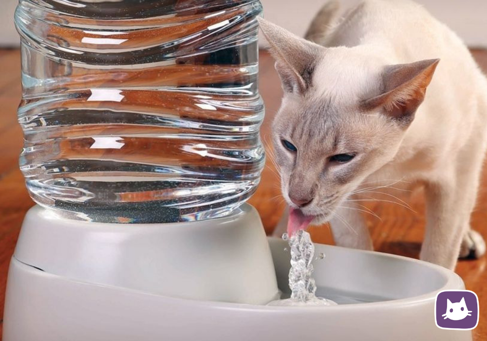 Почему котенок не пьет. Кот пьет воду. Миска для воды для кошек. Поилка для кошек. Кошка пьет из миски.