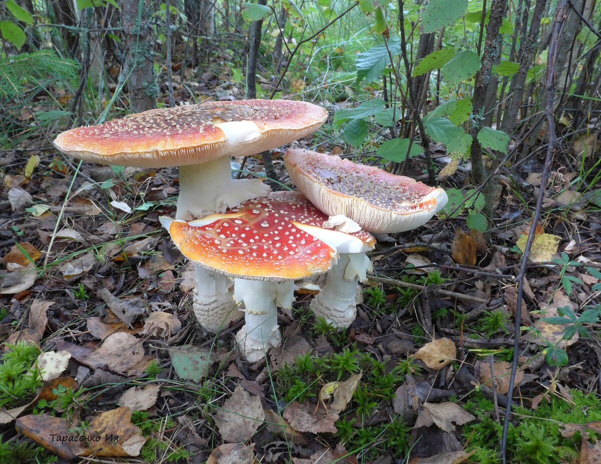 Мухомор красный (Amanita muscaria) Фото автора.
