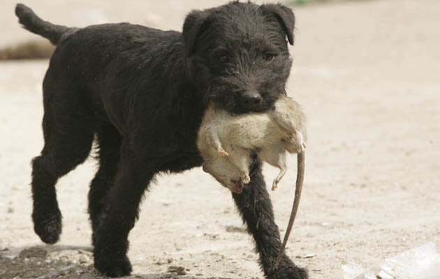 Источник фото: www.thefield.co.uk