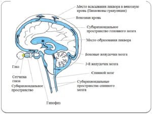 ГЛАВА 3. ПРОИЗВОЛЬНЫЕ ДВИЖЕНИЯ И ИХ РАССТРОЙСТВА