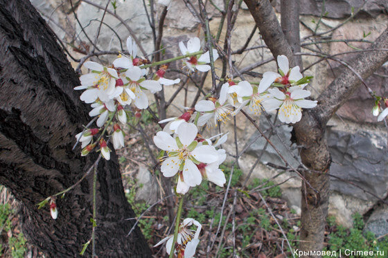 Цветы миндаля вблизи (Алушта)