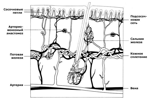Сосуды кожи. Лимфатическая система кожи схема. Иннервация и кровоснабжение кожи кожи. Схема кровоснабжения кожи. Кровоснабжение эпидермиса.