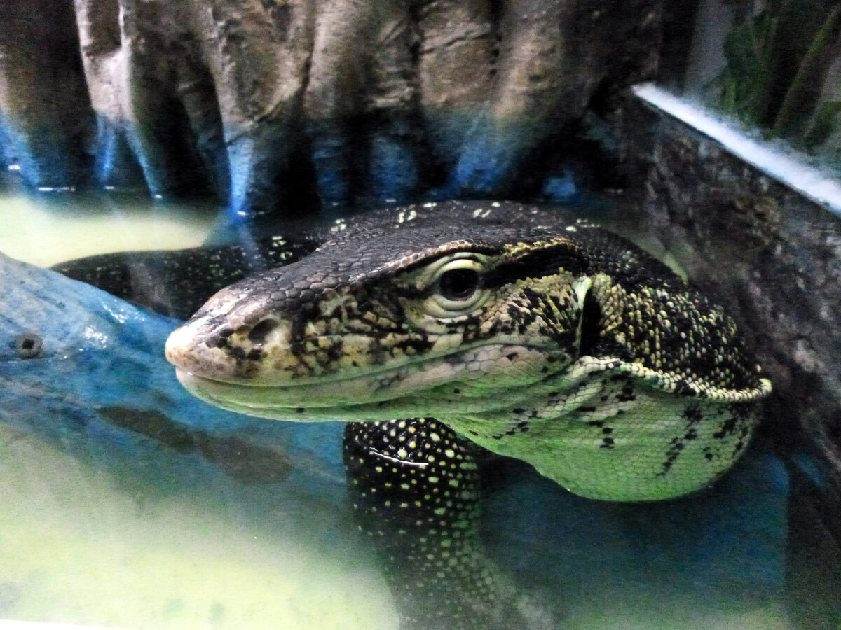 Петербургский океанариум