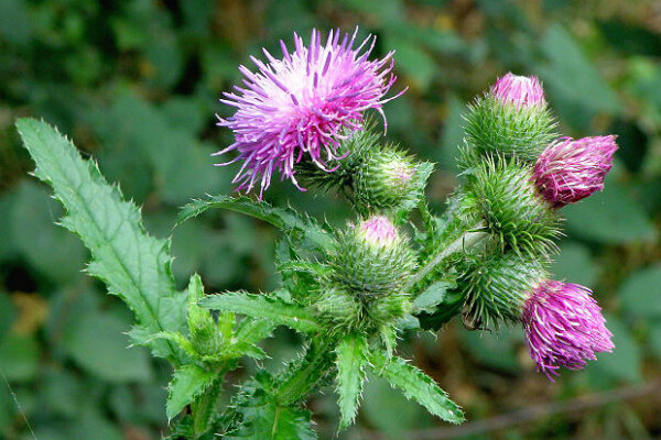 Источник: https://www.google.ru/imgres