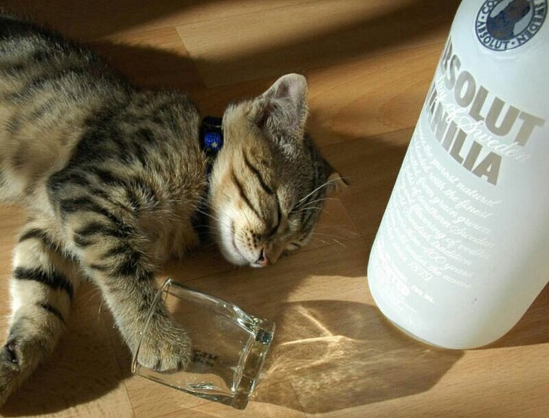 Чрезмерное употребление алкоголя вредит вашему здоровью!