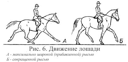 Лошадь в движении. Какие органы участвуют в перемещении лошади. Лошадь ведут под уздцы референс. Какие органы участвуют в перемещении лошади. Какие органы участвуют в перемещении лошади.
