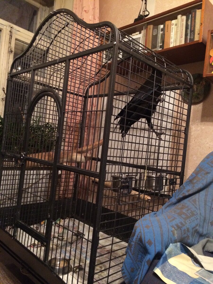 Клетка не такая маленькая, в ней установлено широкое бревно поперёк, по ширине, стандартная присада по длине, есть место "пообезьянничать".Данное состояние дна клетки считается довольно чистым. Ага :)