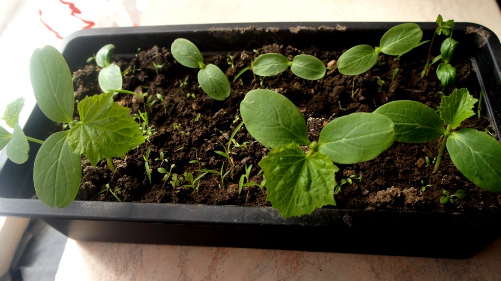 Рассада огурцов (фото автора)