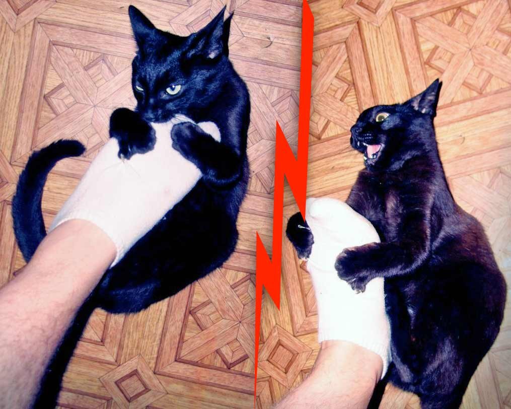 Почему кошки сначала. Котенок на руках. Черная кошка вцепилась в руку.