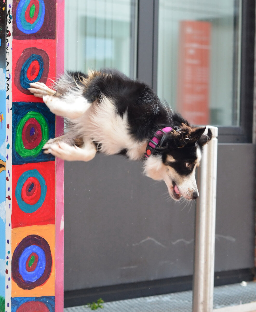  "Кто из собак показал отличные результаты в прыжках и карабканью по вертикальным поверхностям?"