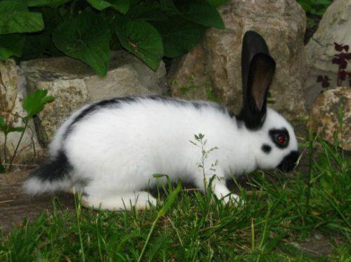 Фото из интернета