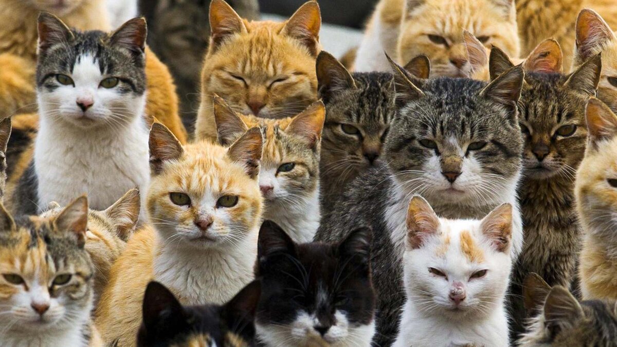 Кошка и 10 котят. Много кошек. Много котов. Очень много котов. Несколько кошек.