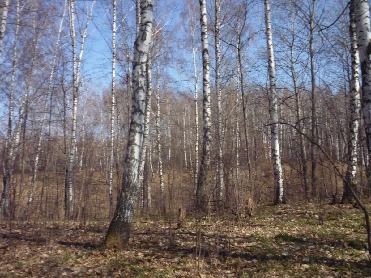 Лесу пил. Березовая роща в апреле. Березовый лес весной. Лес берёза берёзовый сок. Березовый сок в лесу.