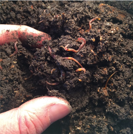 Внешне черви ни чем не отличаются от своих собратьев - дождевых червей. Ну может, только размерами , ведь именно так выглядят взрослые хенлеи.