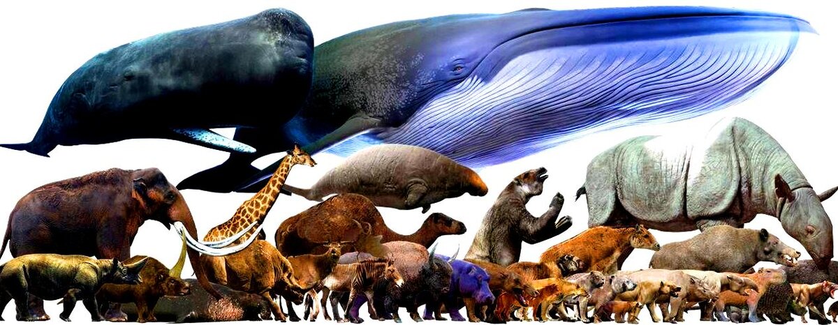 Самые тяжелые организмы. Гигантский Бегемот плейстоцен. Мегафауна кайнозоя. Динозавры и доисторические животные. Вымершие млекопитающие.