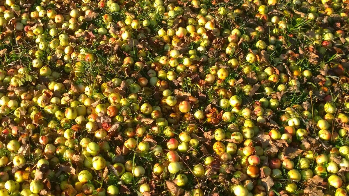 Лесные яблоки-дички