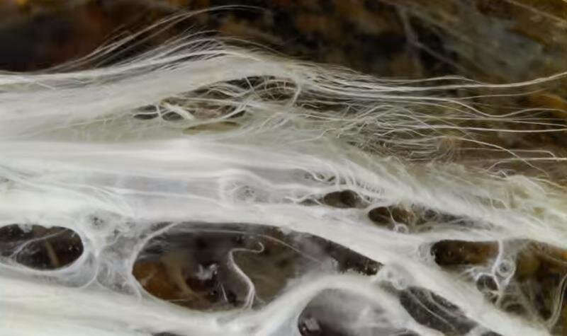 В быстротекущей воде горячих источников колонии микроорганизмов, чтобы выжить, вынуждены цепляться друг за друга, образуя длинные тонкие «макаронины»Фото: Кадр из видео "Йеллоустоунский заповедник"