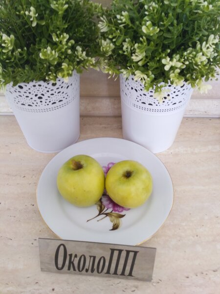 Перекус яблоками после плавания