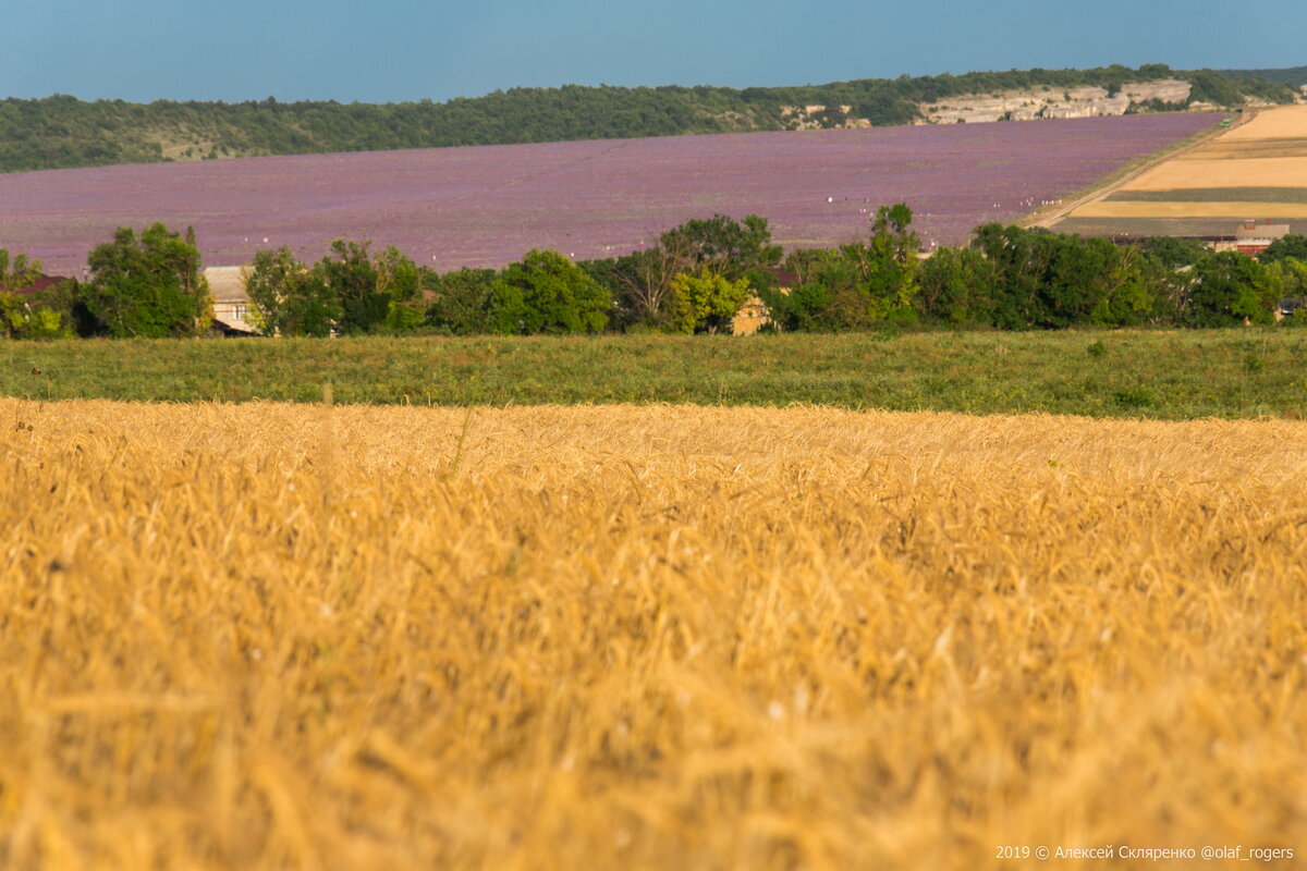 Село пшеничное