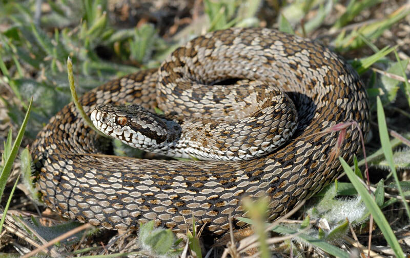 Степная гадюка. Фото с сайта simple-fauna.ru